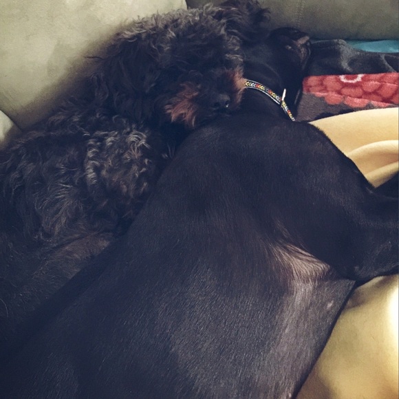 Meet your Posher, Amelia - Picture 4 of 7